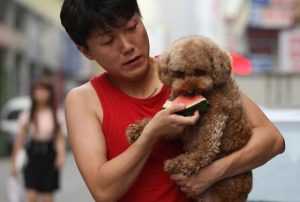 别只给泰迪犬吃狗粮，这些水果也能吃