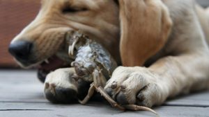 狗可以吃鱼虾蟹吗？给狗狗食用海鲜有哪些注意事项？