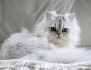 金吉拉猫为什么少人养？金吉拉猫少人养的原因
