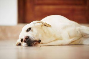 狗狗生病的10种表现（怎么判断狗狗是否生病？）