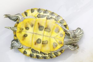 乌龟是雄性还是雌性？如何分辨不同乌龟的性别？