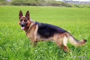 德国牧羊犬的分类（不同德牧的介绍）
