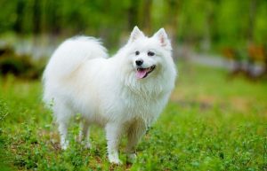 银狐犬的介绍（银狐犬的外貌特征）