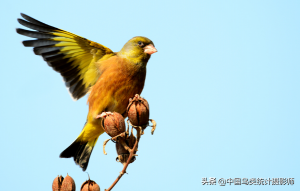金翅雀的主要分布和习性食性如何？金翅雀赏析