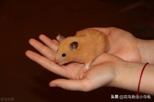 能吃的种类有啥