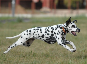 哪种品种的狗狗跑得快？跑得快的狗狗是哪些？