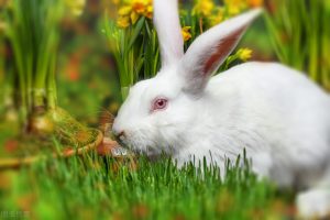 兔子怎么养？正确的养兔子的方法