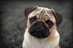 少人养巴哥犬的原因（为什么那么少人喜欢八哥？）