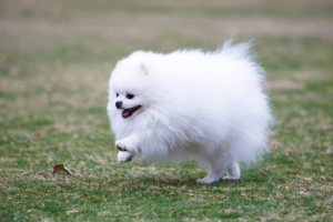 新手饲养博美犬的指南（新手照顾博美犬的注意事项）