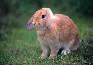 兔子为什么拉稀的原因（兔子为什么会拉肚子？）