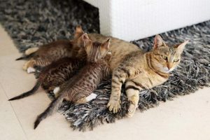公猫和母猫的区别（公猫和母猫的不同点）