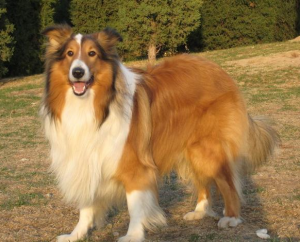 苏格兰牧羊犬好养吗？苏格兰牧羊犬的饲养方法