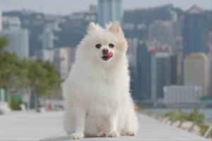 博美犬纯不纯
