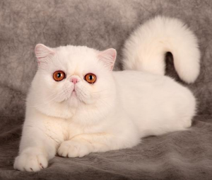 加菲猫纯不纯要看什么地方