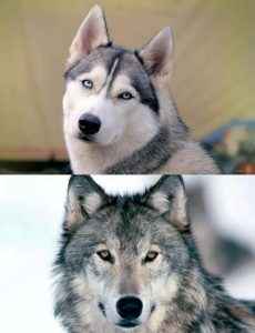 狗和狼有什么不同？狗和狼不一样的地方