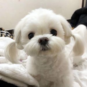 马尔济斯犬的优势是什么