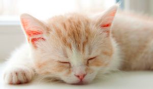 猫咪最常见的猫病有什么？猫咪生病的原因是什么？