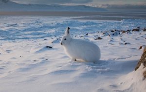 北极兔长什么样？北极兔是群居动物吗？