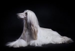 阿富汗猎犬的资料（阿富汗猎犬的性格是怎样的