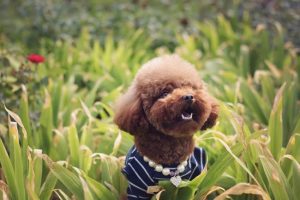 贵宾犬爱吃什么东西