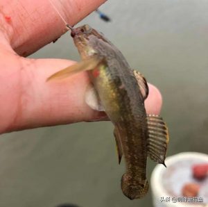 爬地虎是虾虎鱼吗? 爬地虎‬钓鱼人烦它，吃货却不惜重金求购