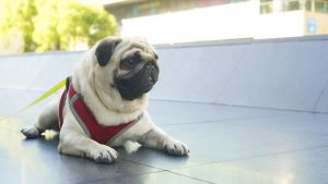 有哪些关于巴哥犬的冷知识