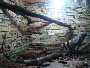 刺尾鬣蜥的饲养方针（刺尾鬣蜥吃什么？）