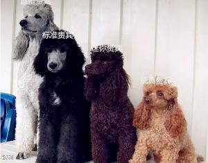 贵宾犬和泰迪日常如何饲养