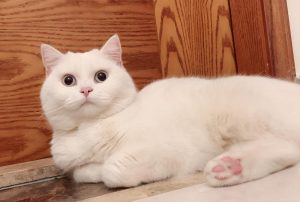 英短猫最常见的7种颜色有什么？各自的价格是多少？