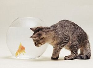 猫咪为什么要吃鱼呢？可以长期给猫咪吃鱼吗？
