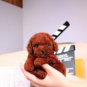 教你如何辨别“泰迪犬