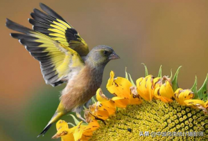 金翅雀的主要分布和习性食性如何？金翅雀赏析