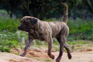 盘点世界上10大护卫犬，杜宾犬和波尔多犬均上榜