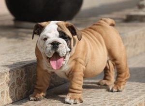 英国斗牛犬身上怎么那么臭？英国斗牛犬臭的原因是啥