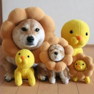 饲养柴犬需要注意什么