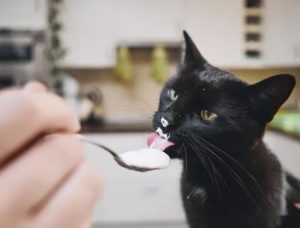 猫喜欢吃什么东西？猫咪喜爱的食物是什么？