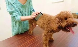 教你如何辨别“泰迪犬”和“贵宾犬”（泰迪和贵宾的不同点）