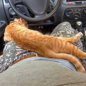 猫咪的士：乌克兰一只猫咪化身出租车“乘务员”