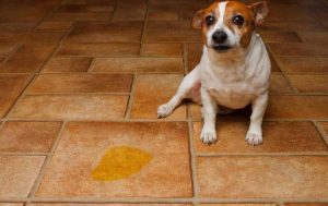 狗狗乱尿的原因（狗狗为什么会乱尿？）
