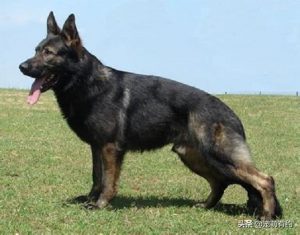 德国牧羊犬的分类（不同德牧的介绍）