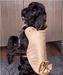 世界上最贵的狗夹克售价多少？