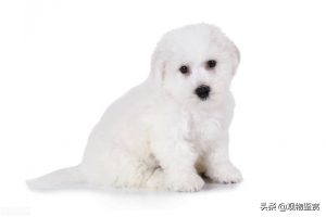 比熊犬好养吗？不养比熊的十个理由