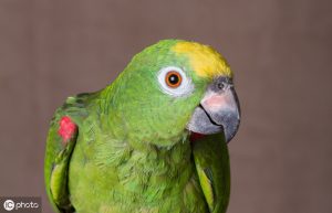 亚马逊鹦鹉常见品种，怎么区分亚马逊鹦鹉的品种