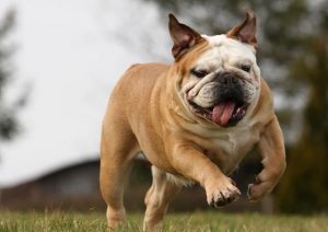 英国斗牛犬身上怎么那么臭