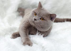 英短猫最常见的7种颜色有什么？各自的价格是多少？