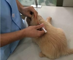 一只金毛犬一个月要花多少钱？