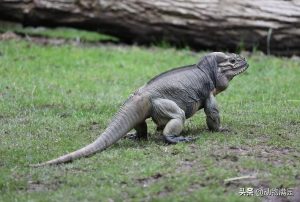 犀牛鬣蜥的简介，犀牛鬣蜥的外貌特点是什么样的？