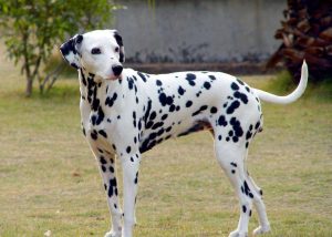 为什么不建议养大麦町犬？大麦町犬的缺点是什么？
