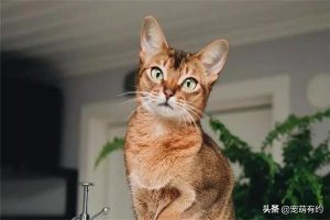阿比西尼亚猫的性格是怎么样的？阿比西尼亚猫生活环境是怎么样的？