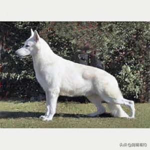 德国牧羊犬的分类（不同德牧的介绍）